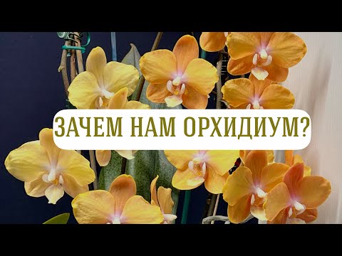 Видео: Орхидиум’25 | Orchidium