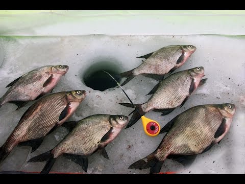 Видео: Зимняя ловля леща. Поиск места зимой. Первая ночь Рыбалка на леща.