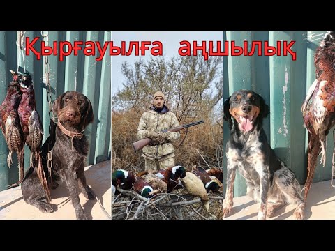 Видео: Қырғауылға аңшылық! Иттермен ! Охота на фазана с собакой 2024