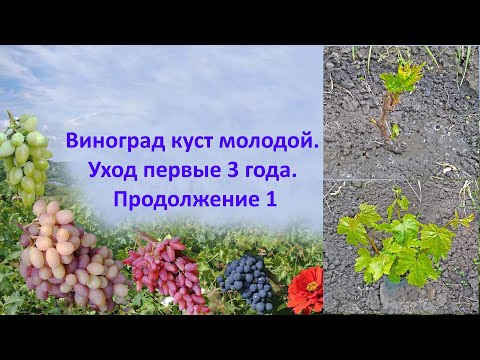 Видео: @Виноград куст  Уход первые 3 года  Ч 2