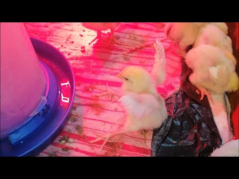 Видео: Трикальційфосфат бройлеру! Клізма бройлерам! Tricalcium phosphate for broilers!Enema for broilers!