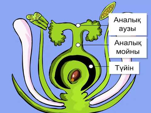 Видео: Жабық тұқымды өсімдіктердің көбеюі