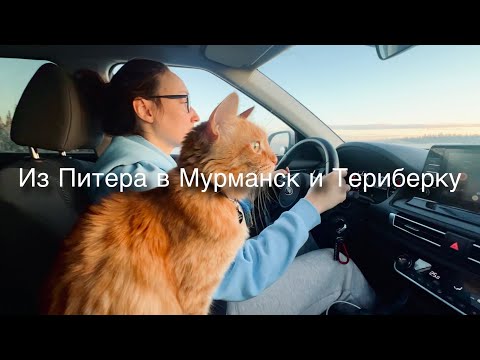 Видео: Из Питера в Мурманск и Териберку с прицепом и котом! Северное сияние, киты в Баренцевом море