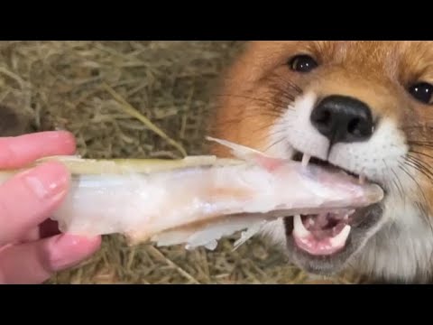 Видео: Алиса - лиса. Принёс Игнису угощение после еды в виде рыбки #лисяо #животные #лиса #fox
