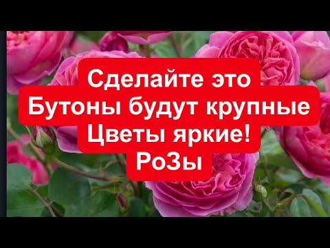 Видео: ПОДКОРМКА ПО ЛИСТУ, СДЕЛАЙТЕ ЭТО БУТОНЫ  БУДУТ КРУПНЫЕ, А ЦВЕТЫ ЯРКИЕ. ПОДПИШИСЬ И ВСЁ БУДЕШЬ ЗНАТЬ