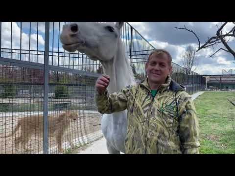 Видео: Смелый конь , живущий СРЕДИ ЛЬВОВ !