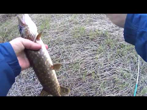 Видео: Щучья заводь ! Рыбалка на живца. Весна природа расцветает.