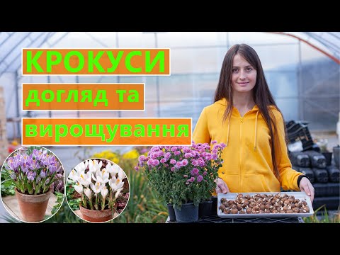 Видео: КРОКУСИ 🌸 ПОСАДКА ДОГЛЯД ТА ВИРОЩУВАННЯ 🌱