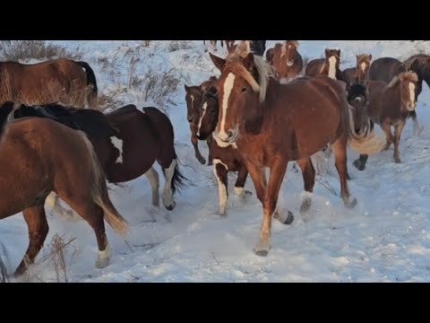 Видео: Жеребчики палторашки как селёдка в расколе. Пегий Жеребец Зайсан отбил косяк. Табунное коневодство.