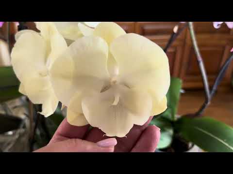 Видео: СЕНТЯБРЬ 🍁… НАЦВЕЛО  🌺ОРХИДЕЙ БИГ ЛИП 😍( новая подборка цветущих )🌸🌸🌸