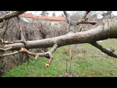 Видео: Ценни плододаващи клони и къси плодни клончета.