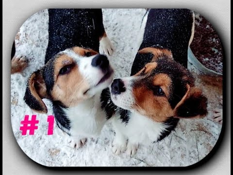 Видео: Кто такие волонтёры и что они делают в приюте...