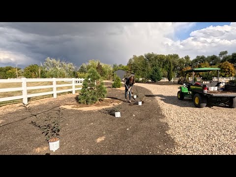 Видео: Покупка растений и посадка кустарников в зарослях! 🌿🥰🪴 // Garden Answer