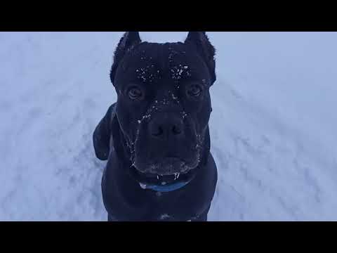 Видео: Зимним вечером