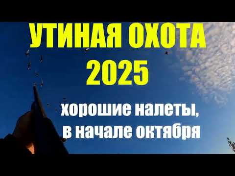 Видео: Утиная охота 2025. Классическая охота в октябре
