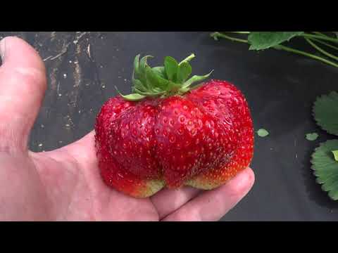 Видео: Вкуснейшая земляника Камрад -Победитель в Омске на 30.06.2019!