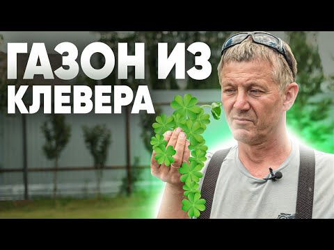 Видео: ГАЗОН ИЗ КЛЕВЕРА. Плюсы и минусы газона из клевера на участке.