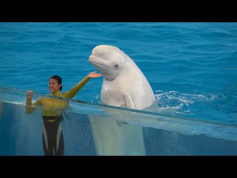 Видео: Выставка Иокогама Хаккейдзима Sea Paradise Animal Animal Show 【4K】