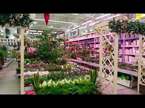 Видео: 🎄☕ЛЕРУА МЕРЛЕН☃️🪴Новое Поступление Цветов🍃
