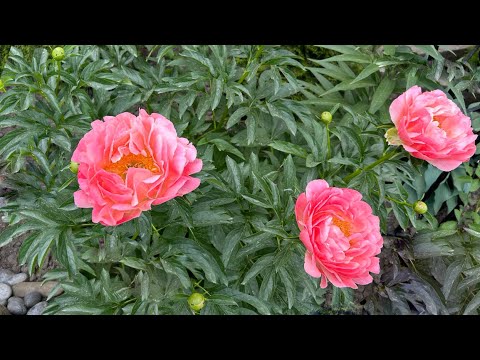 Видео: Сравнение: пион Pink Hawaiian Coral и пион Coral Sunset