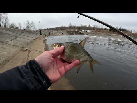 Видео: Ловля рыбы на Трояновском сбросе ДВХ в конце марта, на поплавочную (болонскую) удочку.