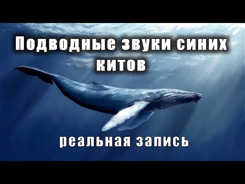 Видео: Реальные звуки синих китов. Песня китов. Расслабьтесь и легко засыпайте