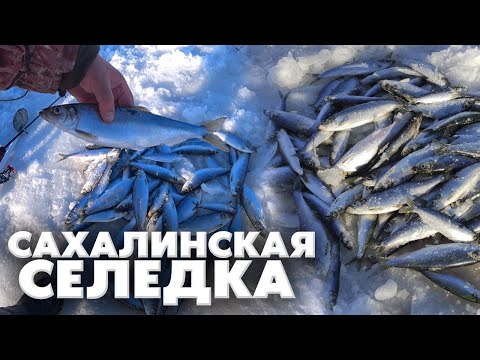 Видео: Сахалинская селедка, рыбалка озеро Тунайча