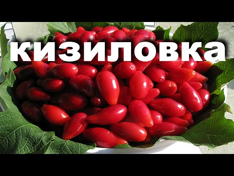 Видео: Это лучшая ягода для настойки.Рецепт Кизиловки.