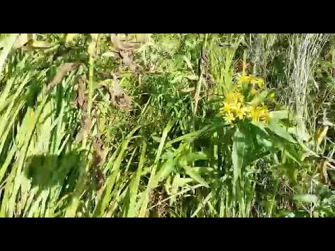 Видео: Золотарник  обыкновенный . Общее описание растения для чистоты тела и земли в огороде.