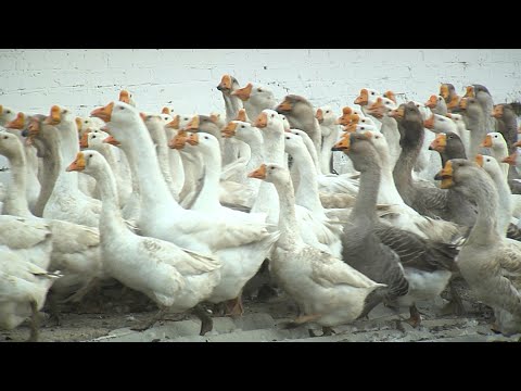 Видео: Гусиная ферма и кролиководство | «Край аграрный»