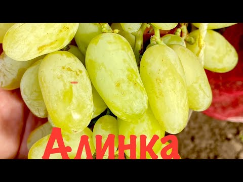 Видео: Виноград Алинка. Виноград который должен быть на каждом участке.🍇