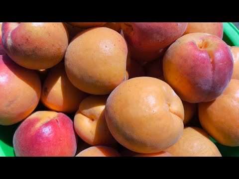 Видео: Абрикос Робада. Apricot Robada. Супер врожайність! Супер товарність! Супер смак!