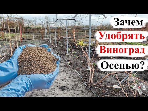 Видео: Зачем НУЖНО УДОБРЯТЬ ВИНОГРАД Осенью?