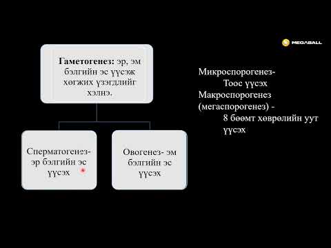 Видео: Биологи №20 Цэцгийн тоос болон 8 бөөмт хөврөлийн уут үүсэх