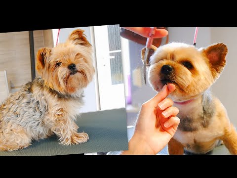 Видео: Мой любимый уход за головой — йоркширский терьер