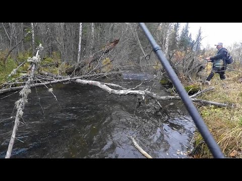 Видео: Эта Речка в ТАЙГЕ ЗАБИТА РЫБОЙ#рыбалка на ХАРИУСА на Непролазной РЕКЕ СИБИРИ#ночь и БЫТ в лесу !