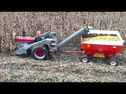 Видео: Сбор кукурузы на небольшой семейной молочной ферме! Урожай 2025 года