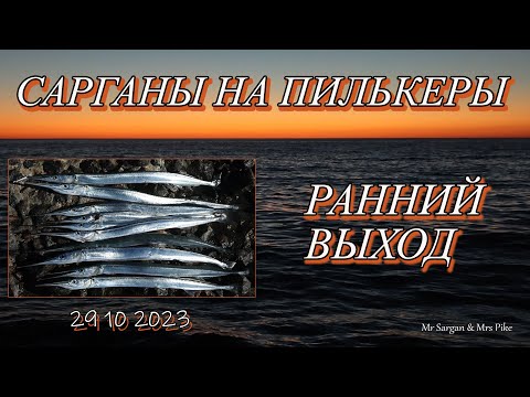 Видео: Сарганы на пилькеры. Ранний выход. 29 10 2023