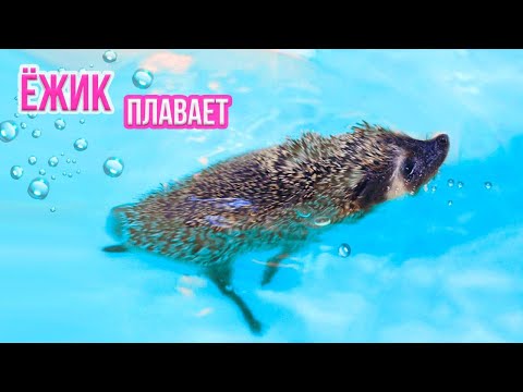 Видео: ЕЖИК БРУНО ВПЕРВЫЕ ПЛАВАЕТ В БАССЕЙНЕ | Купаем Ежика - SPA for Hedgehog