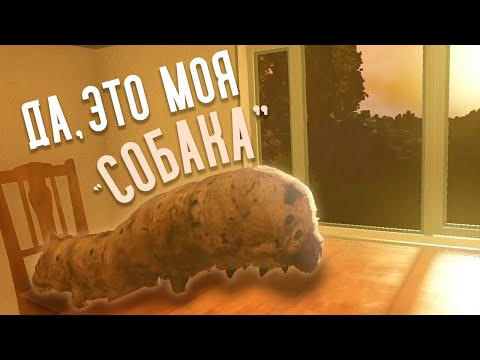 Видео: Я присмотрел за "ДОМАШНИМ ЖИВОТНЫМ" Друга - Petsitting