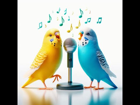 Видео: Година співу папуг для вашого улюбленця