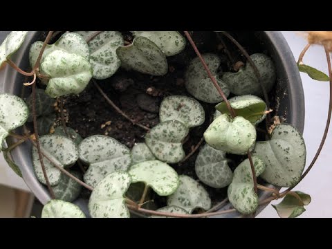 Видео: Пересадка и размножение церопегии Вуда. Как заставить ветвиться.