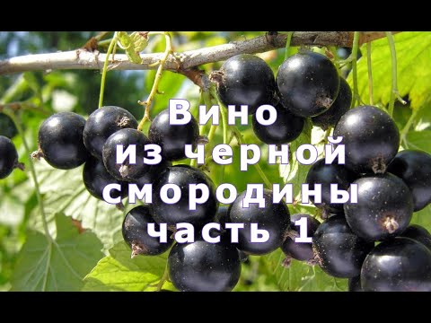 Видео: Вино из черной смородины - часть 1