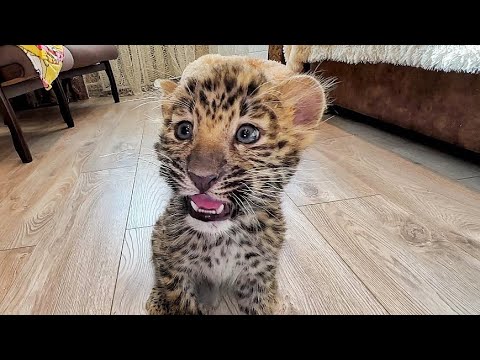 Видео: Леопардик Хан ГОТОВИТСЯ К ВСТРЕЧЕ с рысёнком Тимкой! Две легенды ВСТРЕТЯТСЯ! ❤️