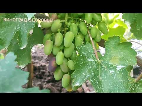 Видео: 🔥САРАТОВ 13.07.2024г.🍇ПОСМОТРИМ КАК У НАС..?! 🍇