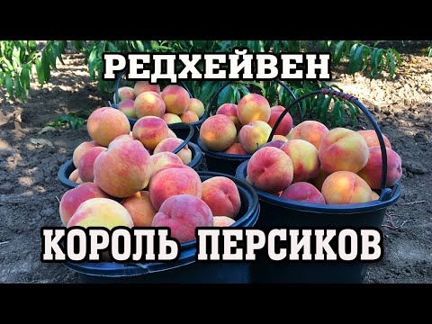 Видео: РЕДХЕЙВЕН - ВСЕГДА С УРОЖАЕМ !!!