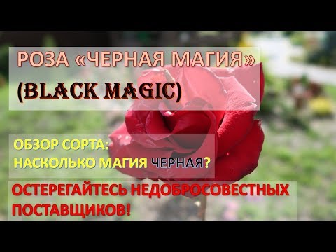 Видео: Роза "Черная Магия" (Black Magic): насколько магия черная? / Обзор сорта / Плохие поставщики