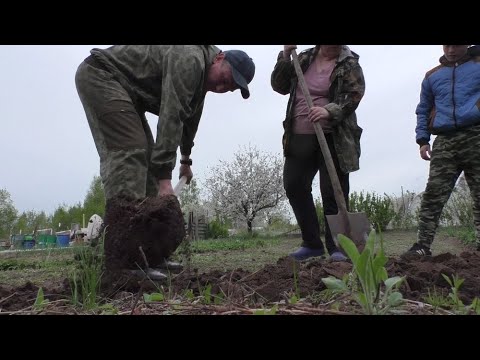 Видео: НАШ ОГОРОД! ПОСАДИЛИ КАРТОШКУ! И отметили в кафе!