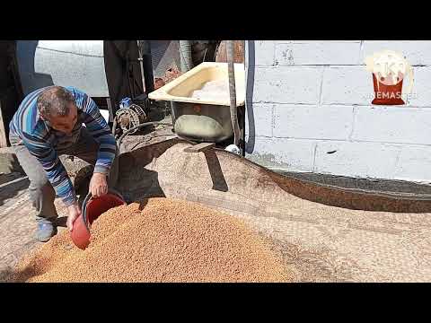 Видео: Пшеничный солод на перекиси !" Фишка от гурмана !"