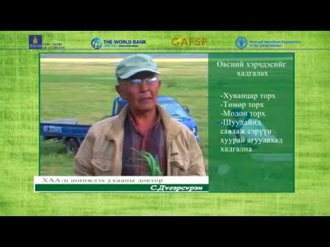 Видео: Малын бүдүүн тэжээл бэлтгэх арга, ажиллагаа